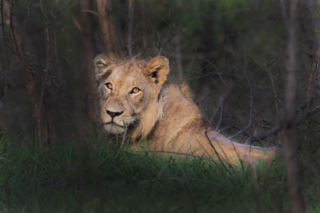 Is it Safe to Travel to Africa? A Realistic Guide for Solo Travelers, Couples, and Families