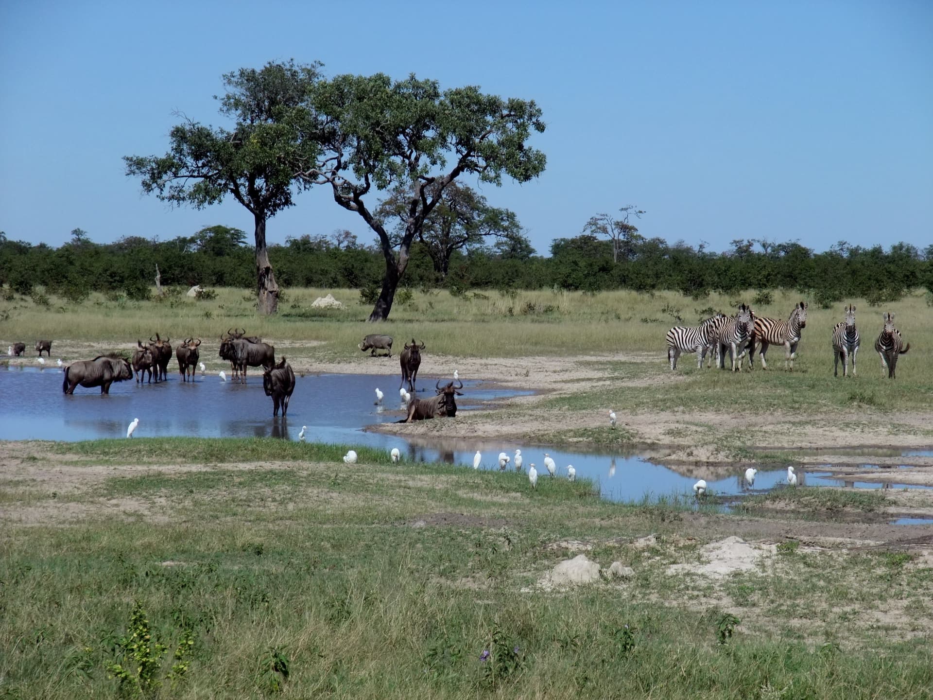 Botswana landscape