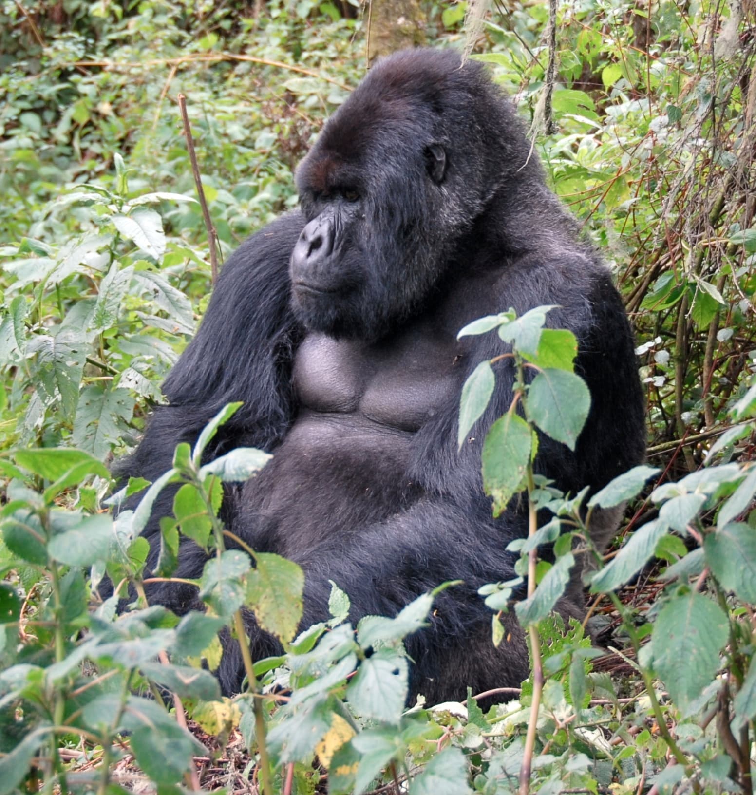 Top attraction in Rwanda
