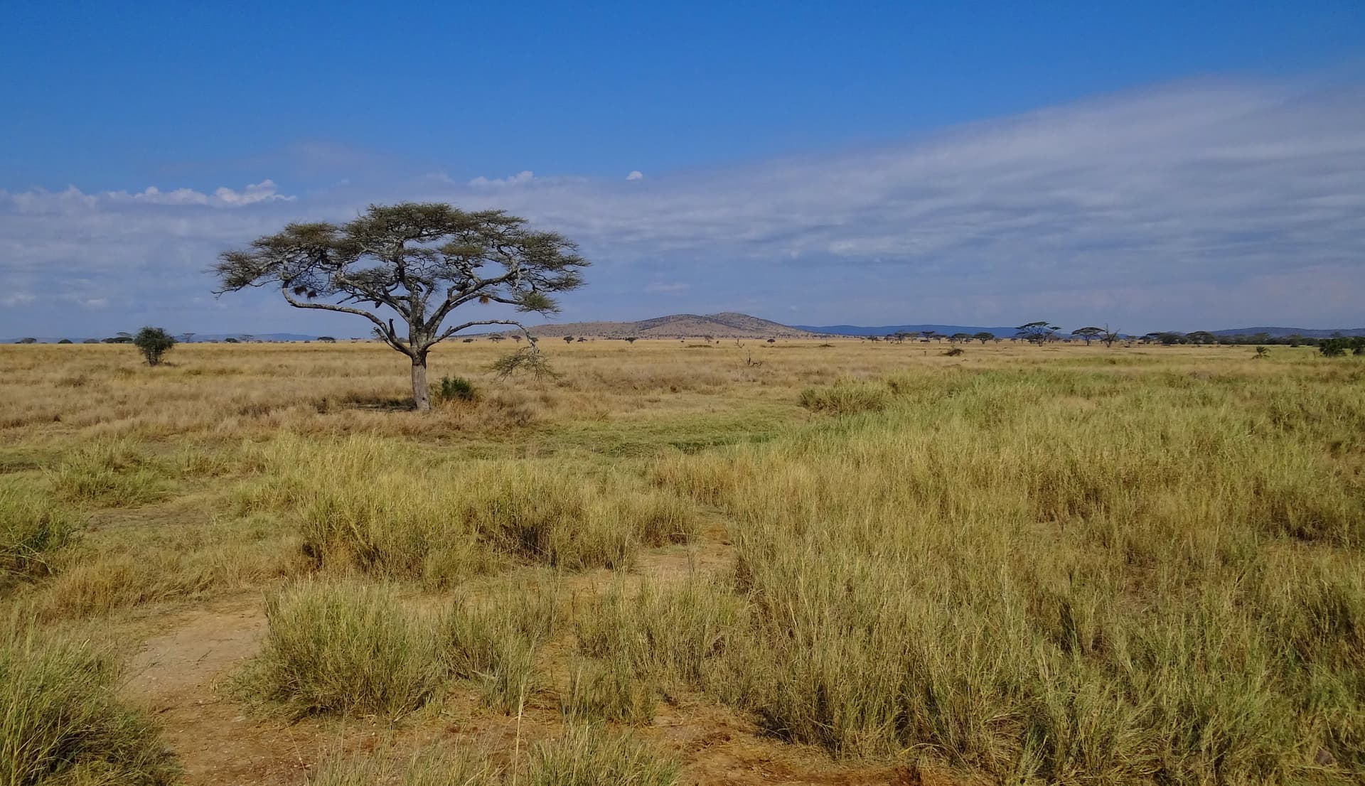 Tanzania landscape