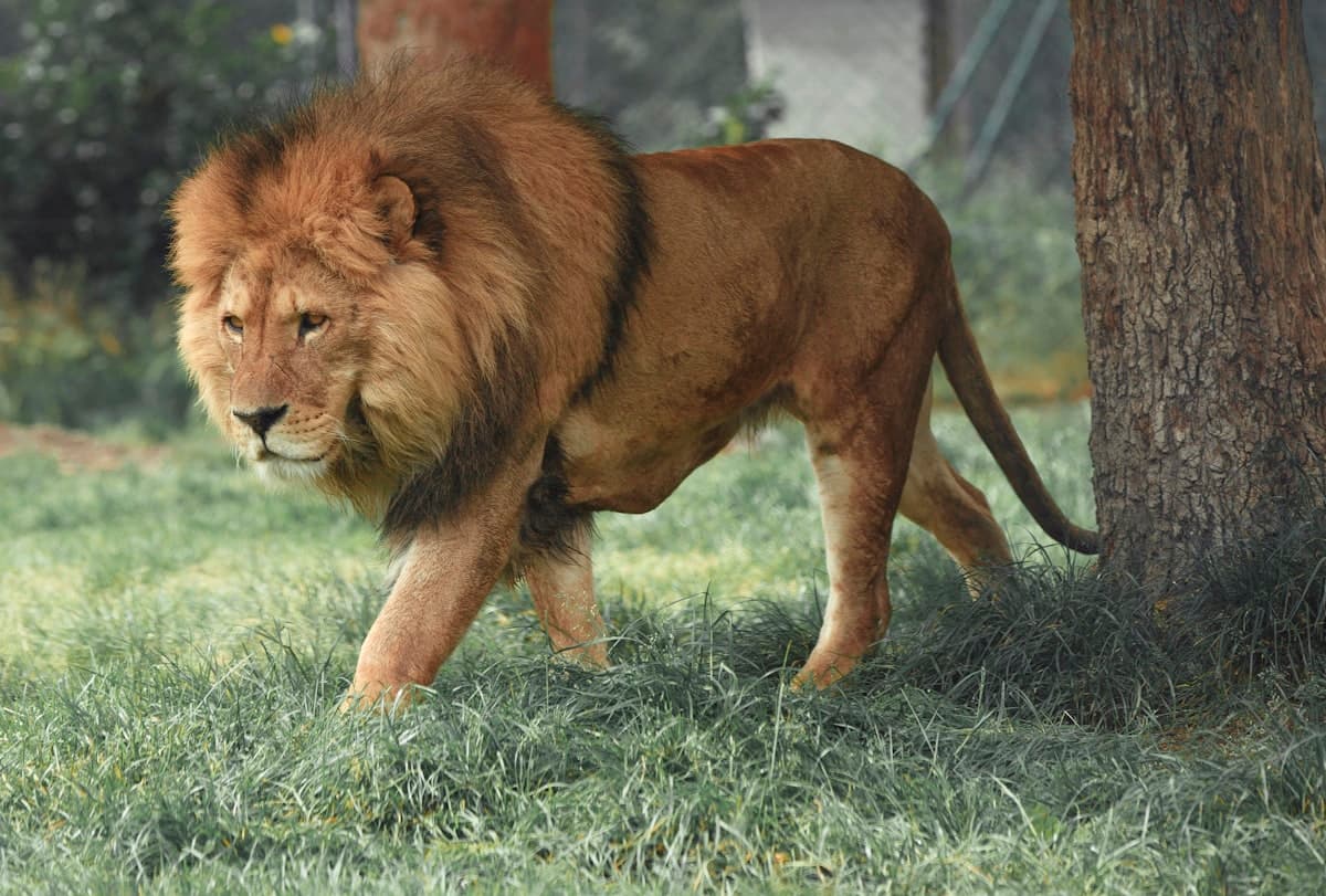 A majestic lion walking through the wild African savanna, one of the iconic Big Five