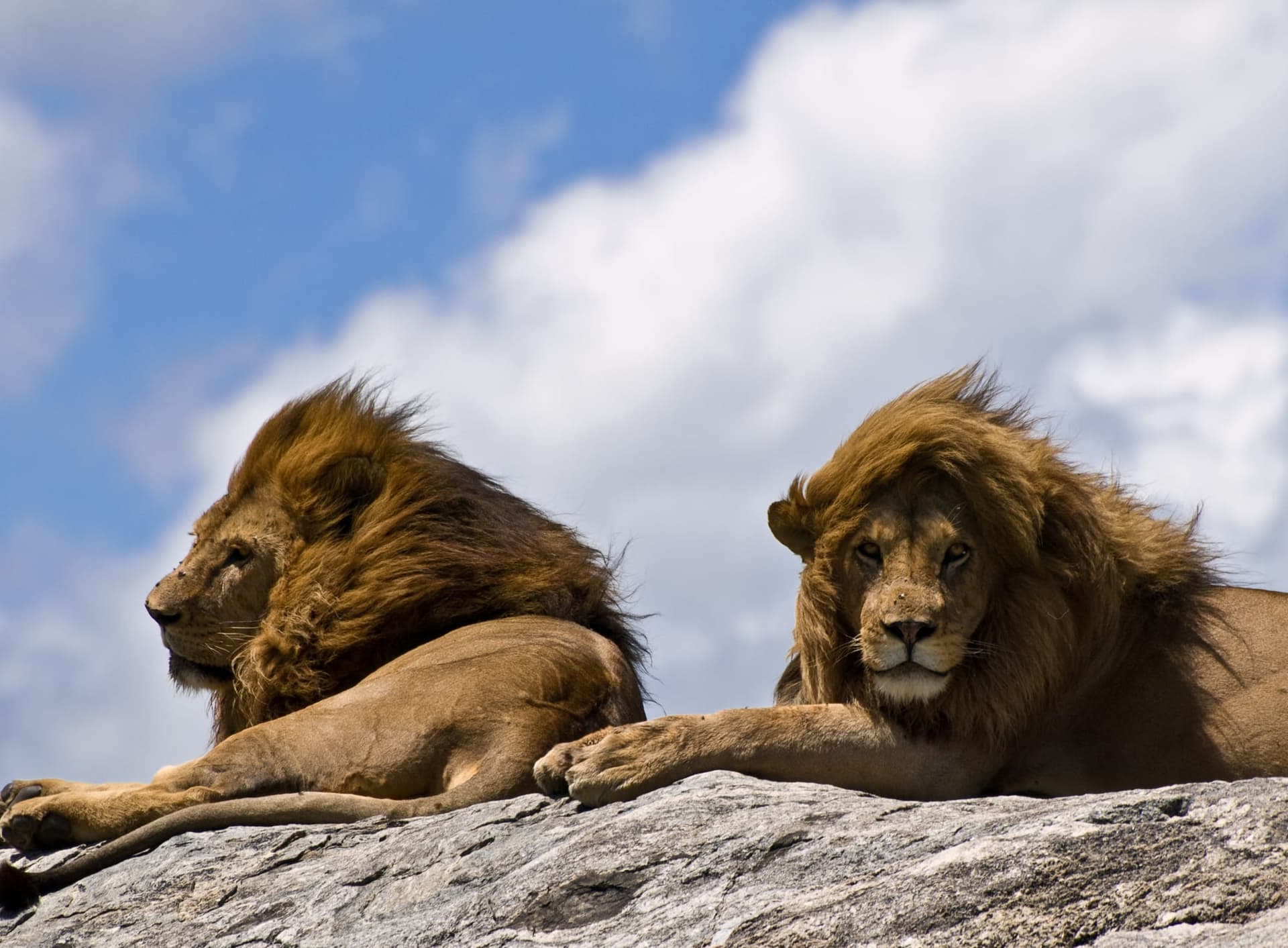 How Much Does an African Safari Actually Cost in 2026? A Complete Budget Breakdown