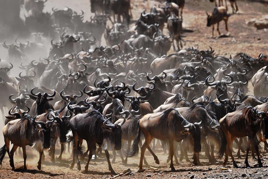 The Best Time to Visit Africa: A Month-by-Month Guide to Weather and Wildlife