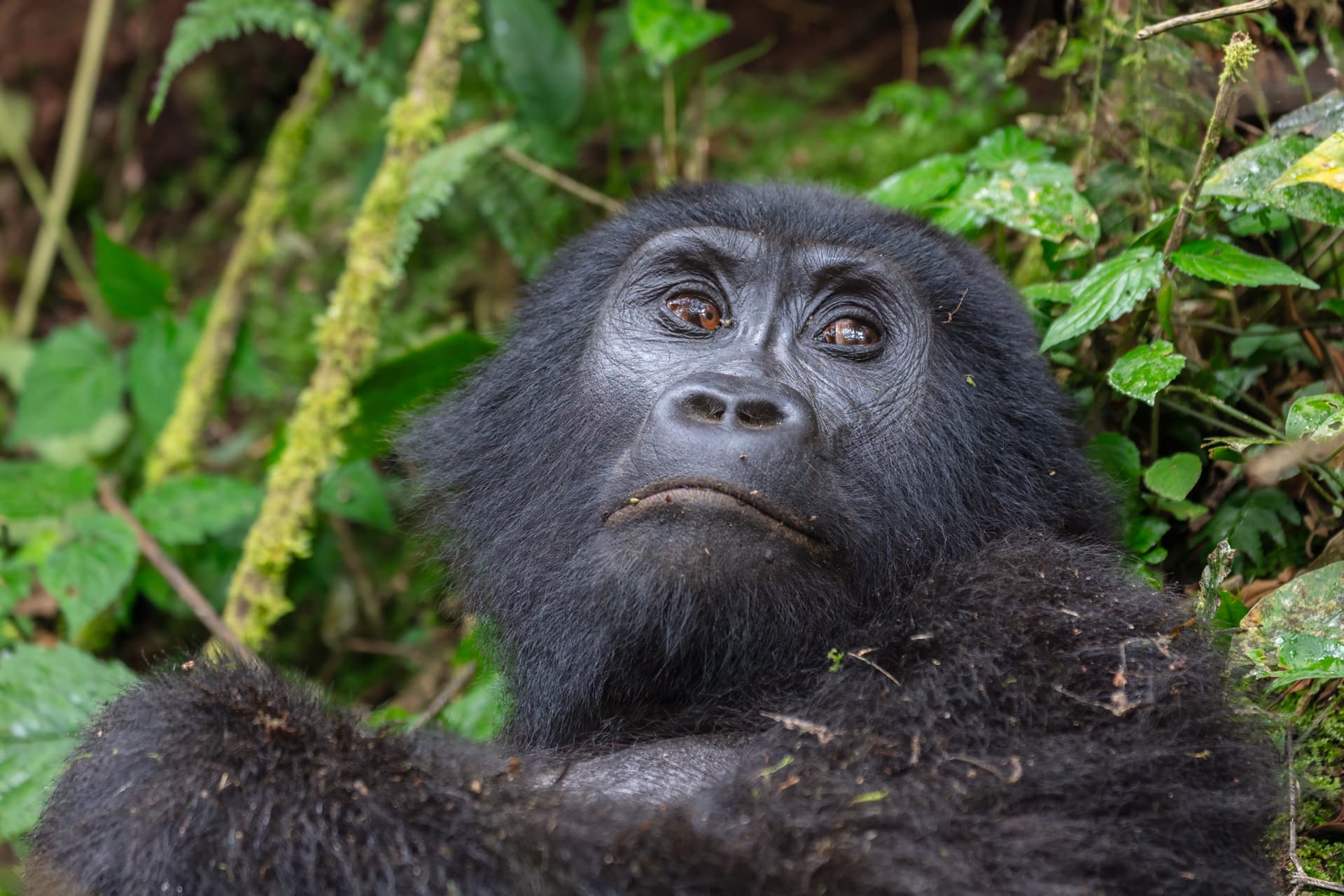 Bwindi Impenetrable Forest (Uganda)