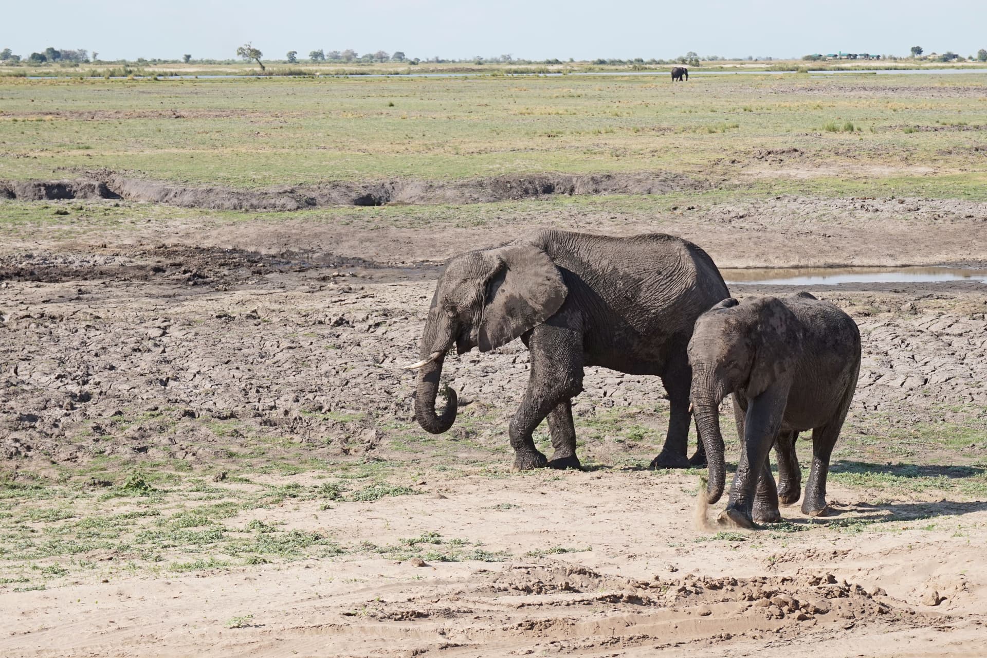 Chobe National Park (Botswana)