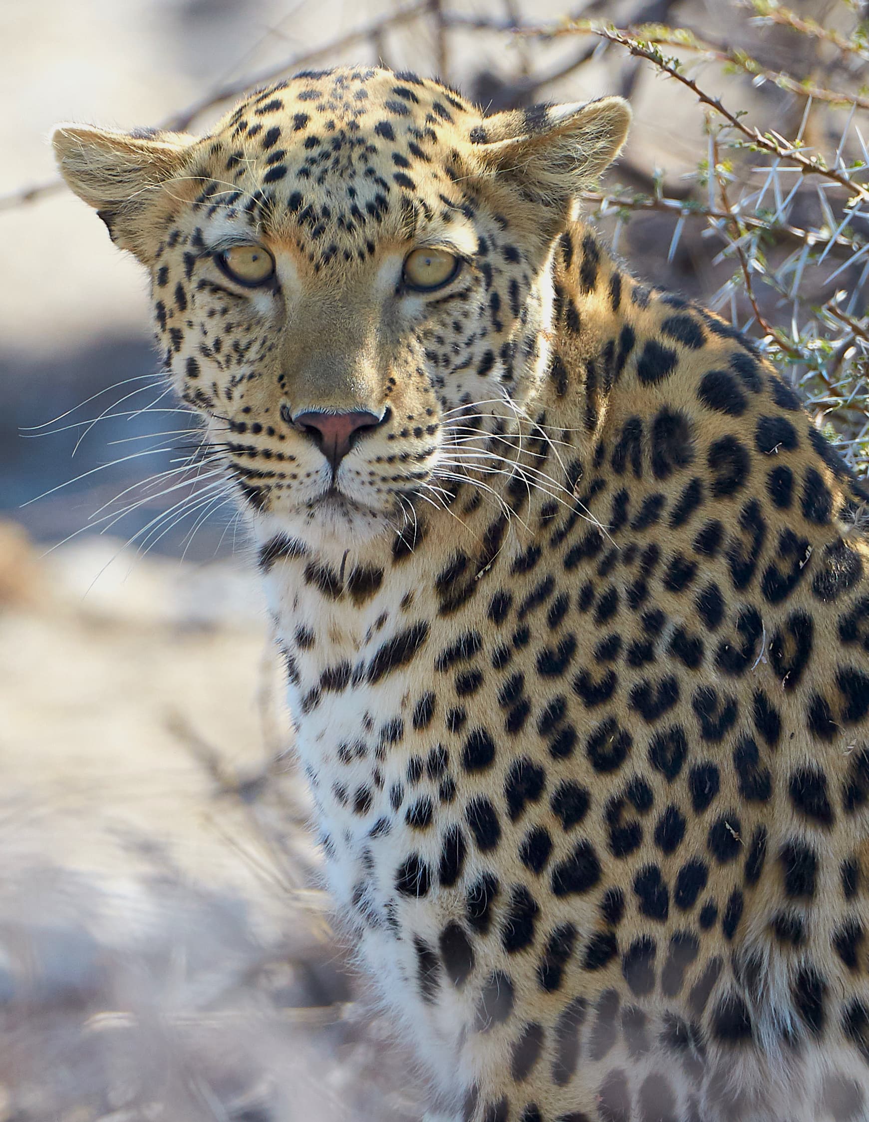 Etosha National Park (Namibia)