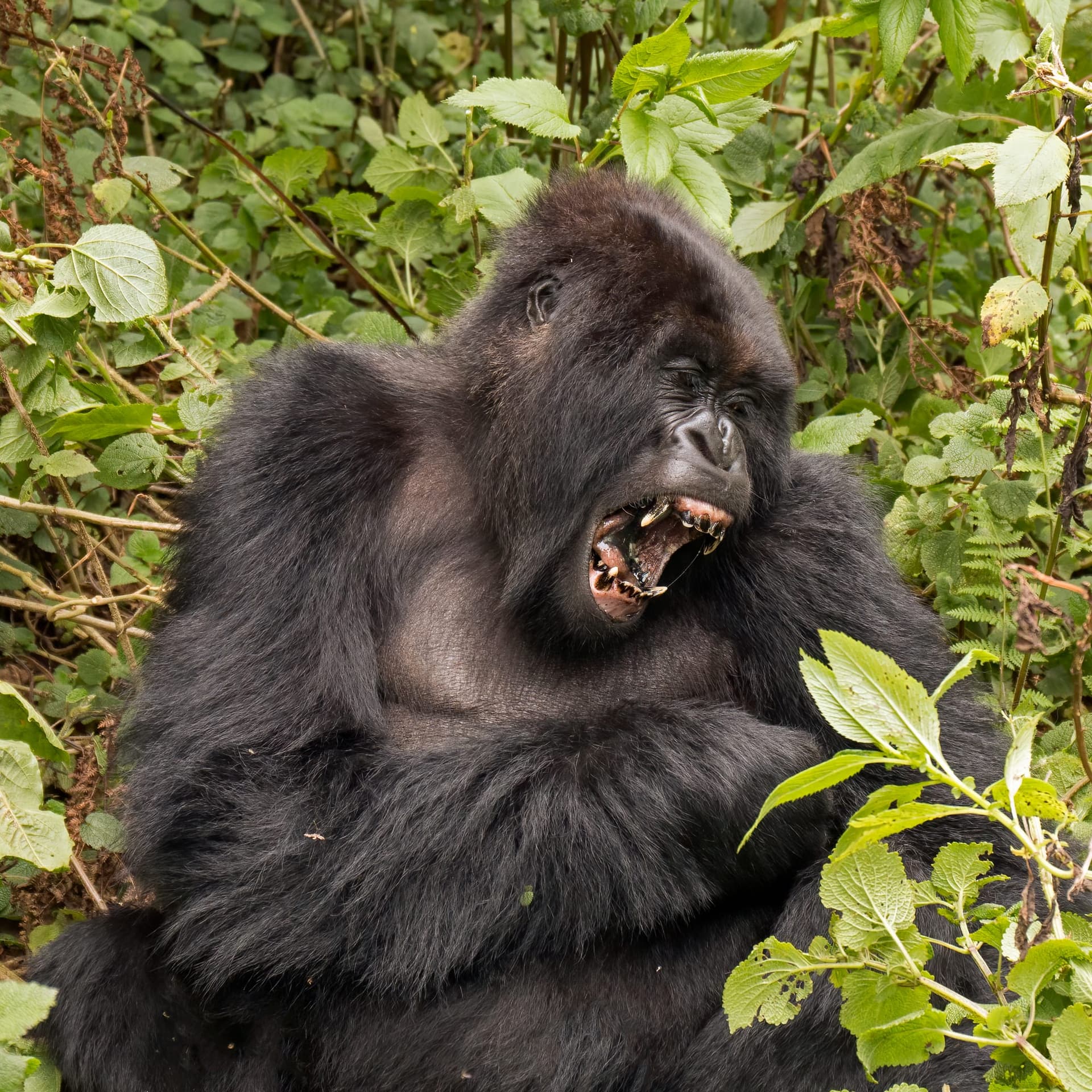 Gorilla Trekking: Rwanda vs. Uganda, A Comprehensive Guide to Costs and Terrain
