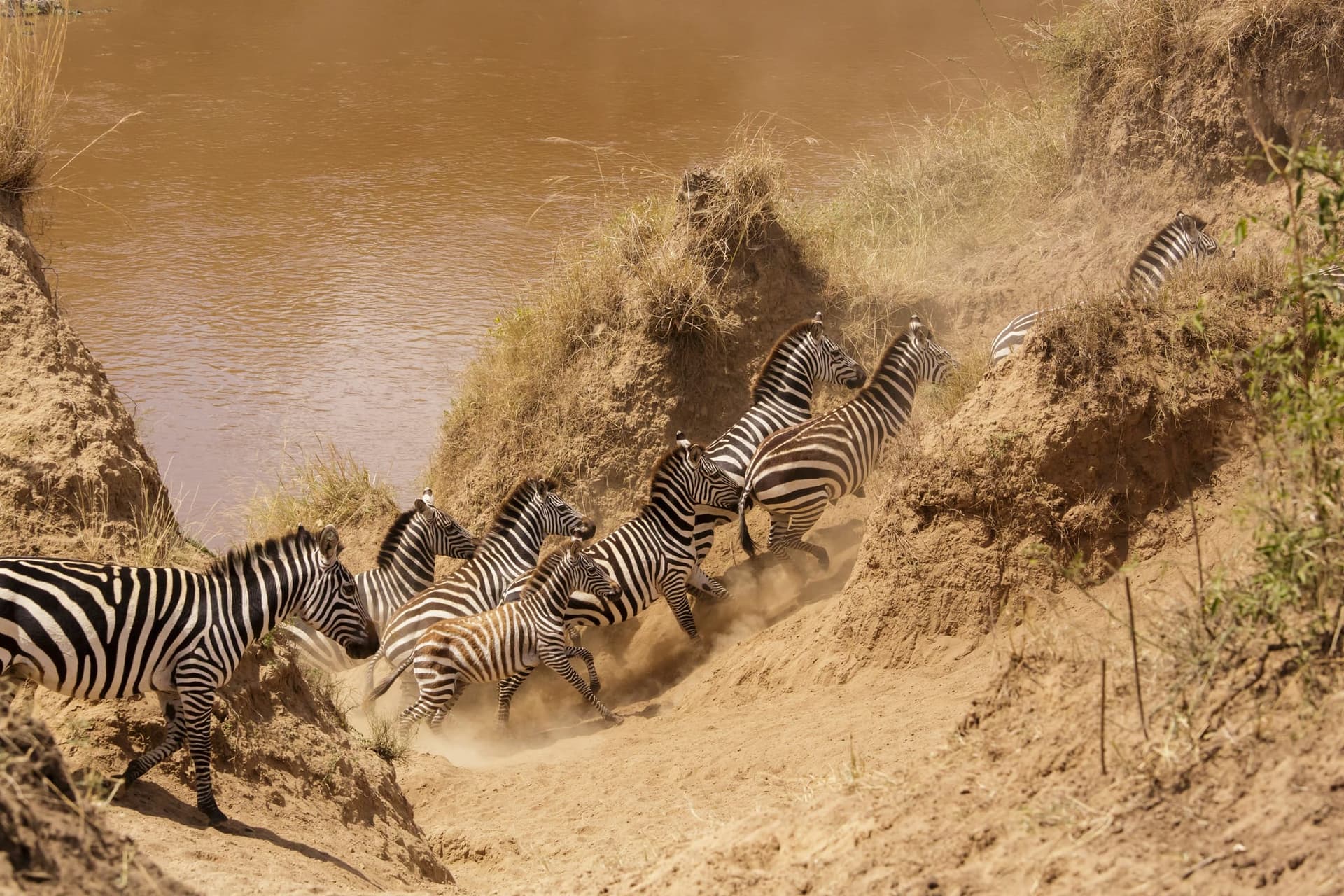 Kenya vs. Tanzania: Where to Go for the Ultimate Great Migration Experience