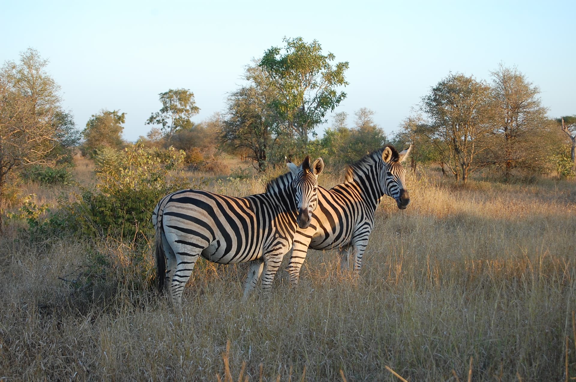 Kruger National Park (South Africa)