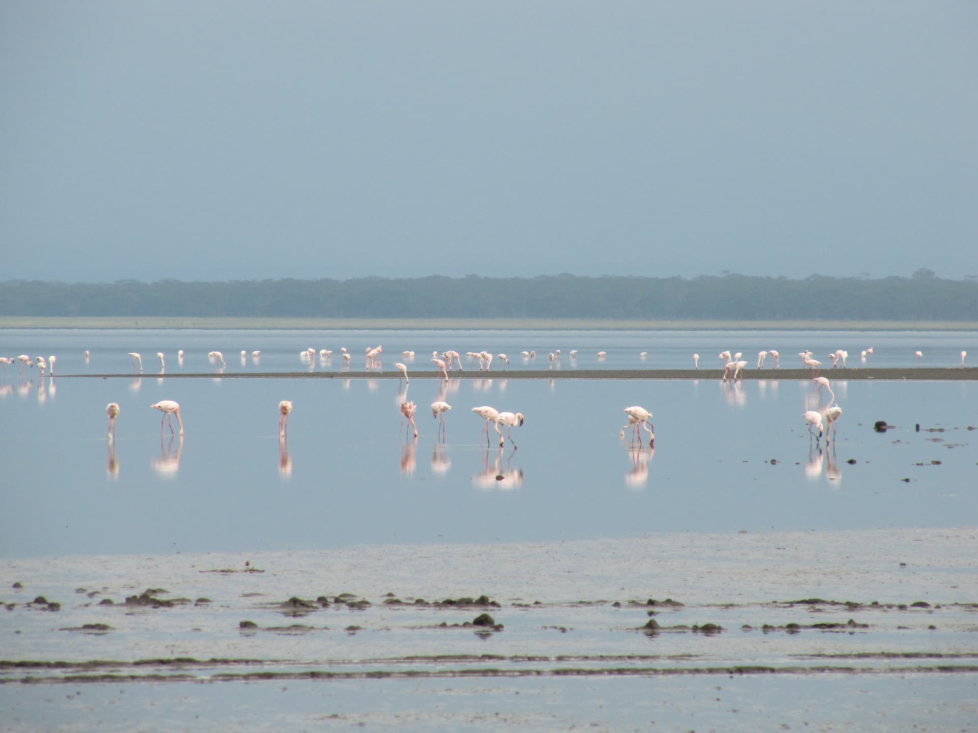 Lake Nakuru (Kenya) Travel Guide