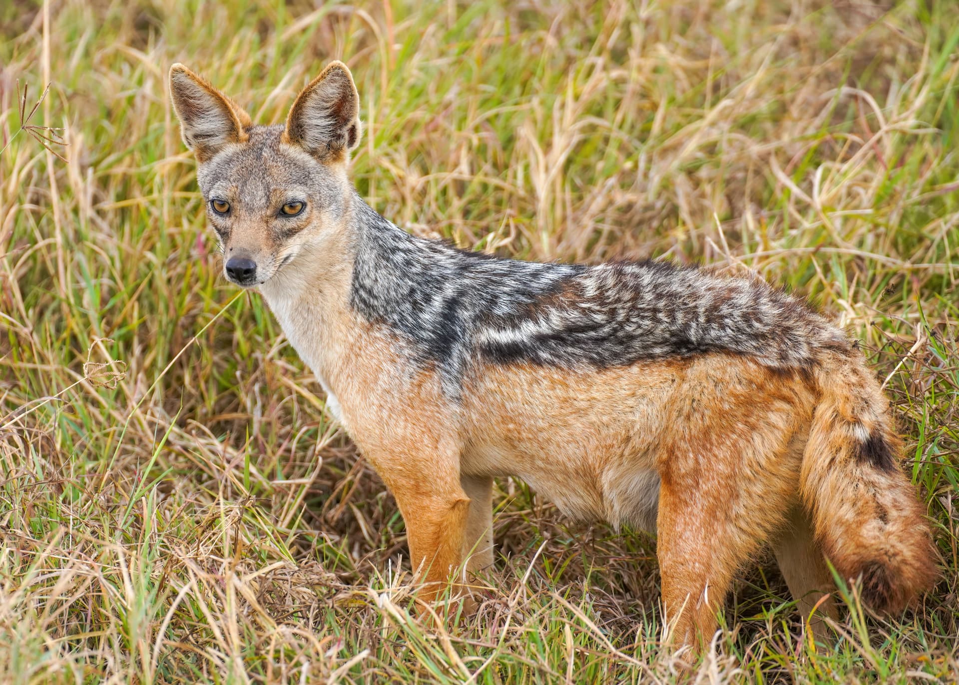 Ngorongoro Crater (Tanzania)